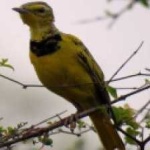 image of bird
