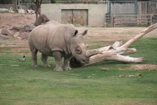 image of animal