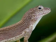 image of american_chameleon