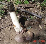 image of stinkhorn