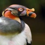 image of bird