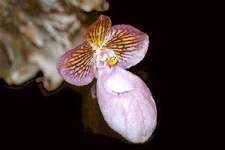 image of hard_leaved_pocket_orchid #1