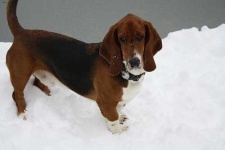 image of basset_hound #18