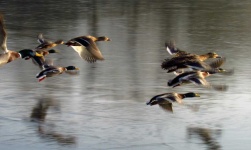 image of animal