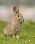 image of animal