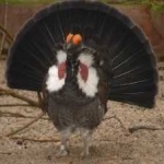 image of bird