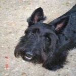 image of animal