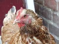 image of hen