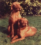 image of vizsla