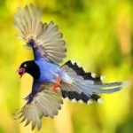 image of bird