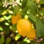 image of lemon #11