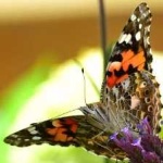 image of animal