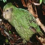 image of bird