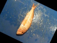 image of fish