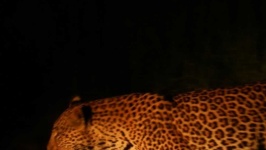 image of animal