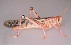 image of animal