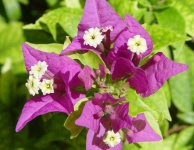 image of bougainvillea #19