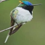 image of bird