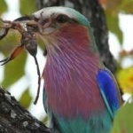 image of bird