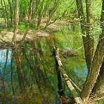image of forest
