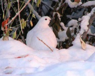image of ptarmigan