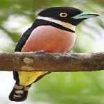 image of bird