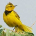 image of bird