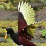 image of bird