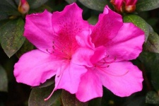 image of flower