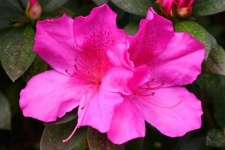 image of azalea #33