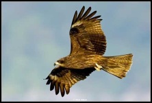 image of kite
