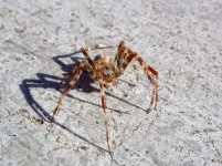 image of wolf_spider