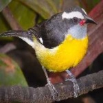 image of bananaquit #3