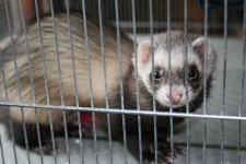 image of black_footed_ferret