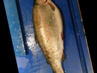 image of trout #34