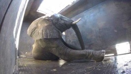 image of animal