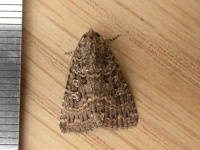 image of animal