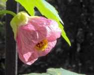 image of flower