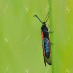 image of animal