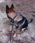 image of norwegian_elkhound #3