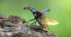 image of animal