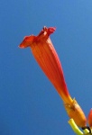image of flower
