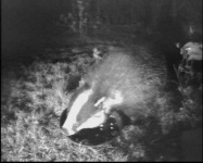 image of badger