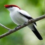 image of bird