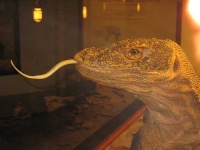 image of gila_monster