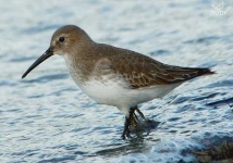 image of red_backed_sandpiper #1