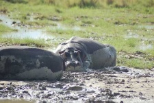 image of hippopotamus