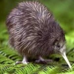 image of bird