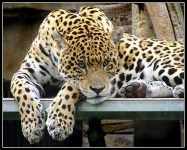 image of jaguar_car