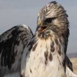 image of bird